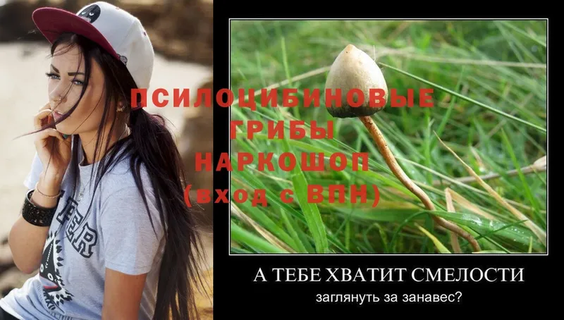 Псилоцибиновые грибы Psilocybe  Нижняя Салда 